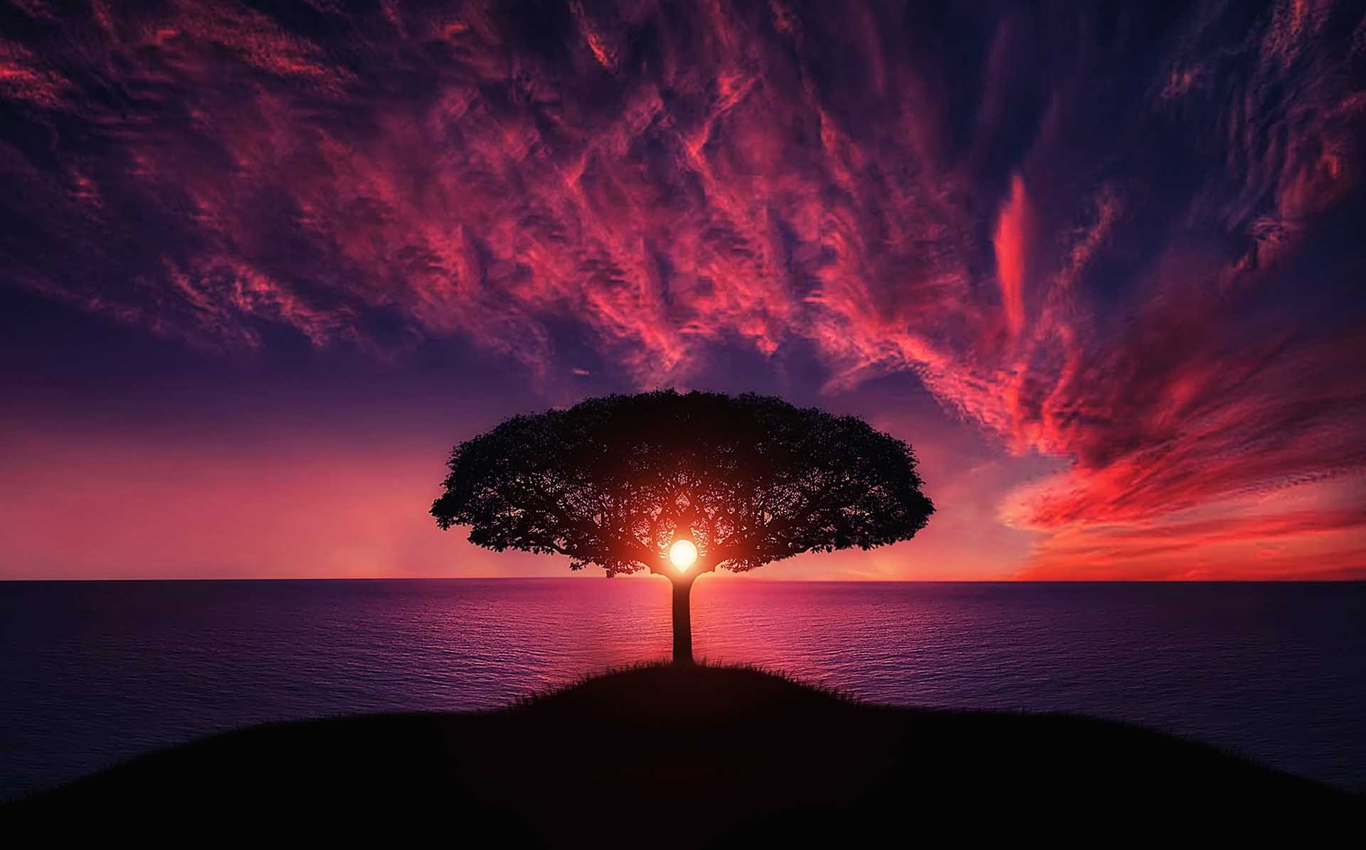 Albero con nascita sole