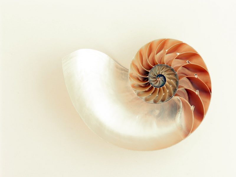 channeling conchiglia