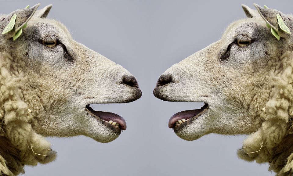 pecore che comunicano
